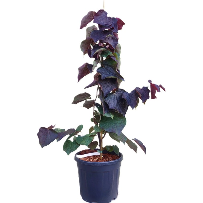 judaszowiec Black Pearl (Cercis canadensis) 6 Letnia Sadzonka XXL-C12 (3).jpg