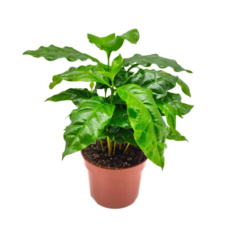 Kawa arabska sadzonka1200x1200.jpg