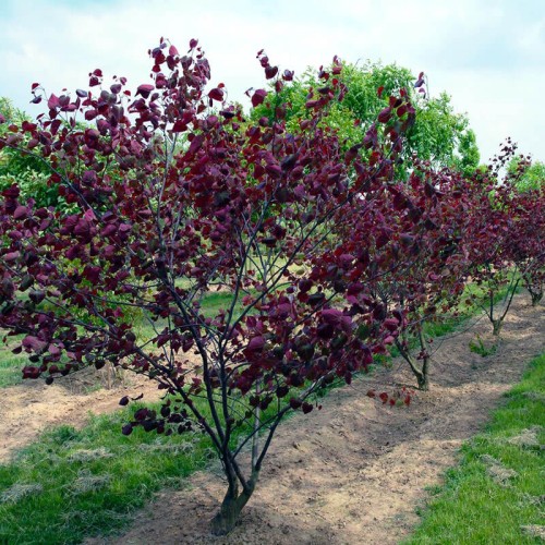 Judaszowiec Forest Pansy 6 letnia sadzonka XXL-C12