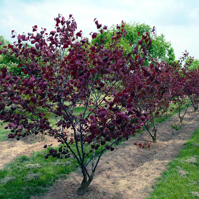 Judaszowiec Forest Pansy (Cercis canadensis) 6 Letnia Sadzonka XXL-C12 (1).jpg