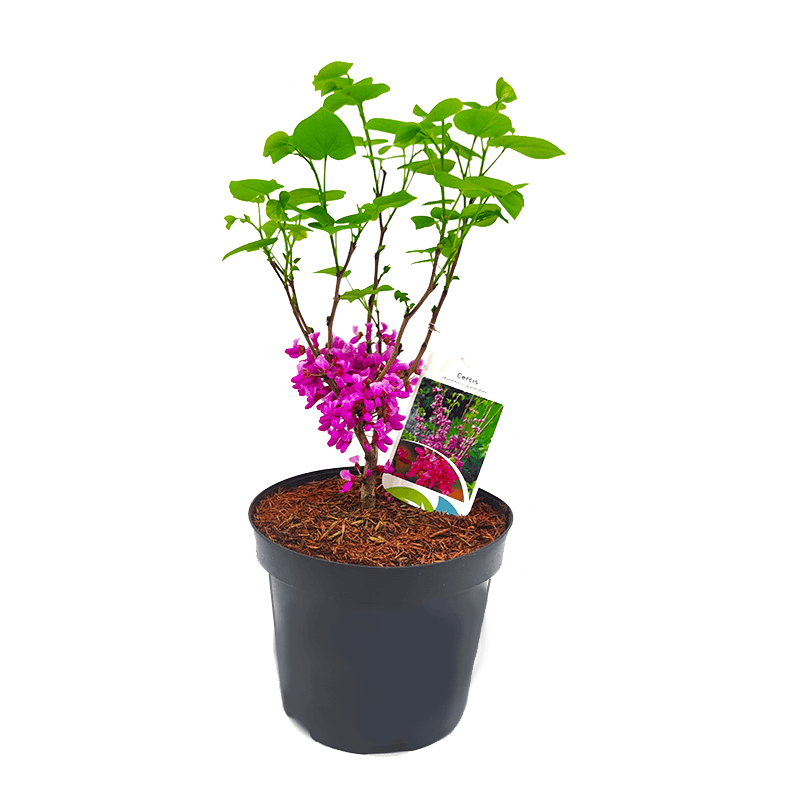 Judaszowiec Kanadyjski (Cercis canadensis) 3 Letnia Sadzonka XL-C3C5.png