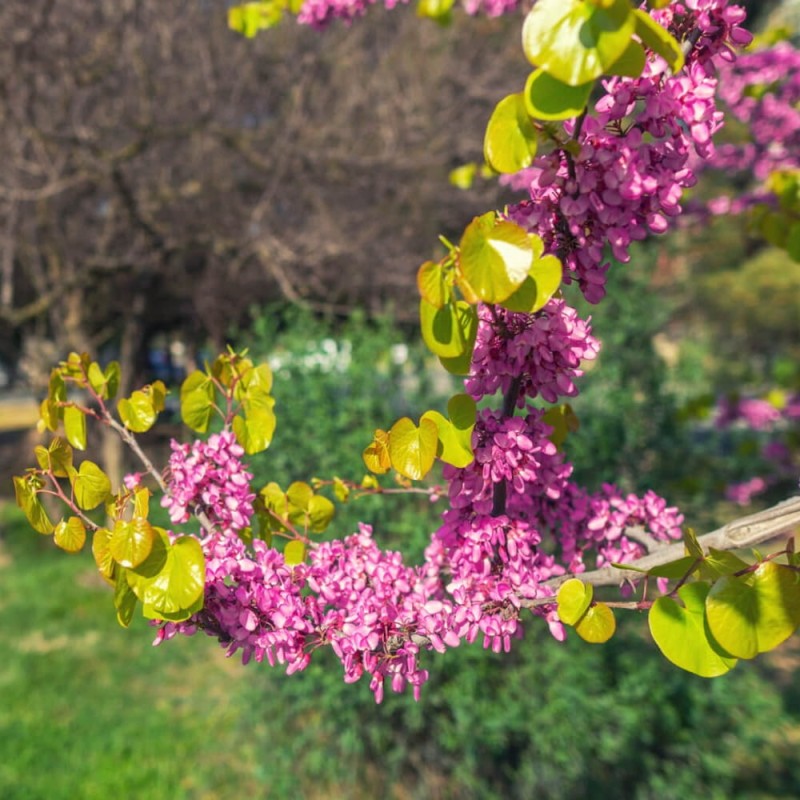 Judaszowiec 'Hearts Of Gold' (Cercis canadensis) Sadzonka XL- C5 60-80cm (2).jpg