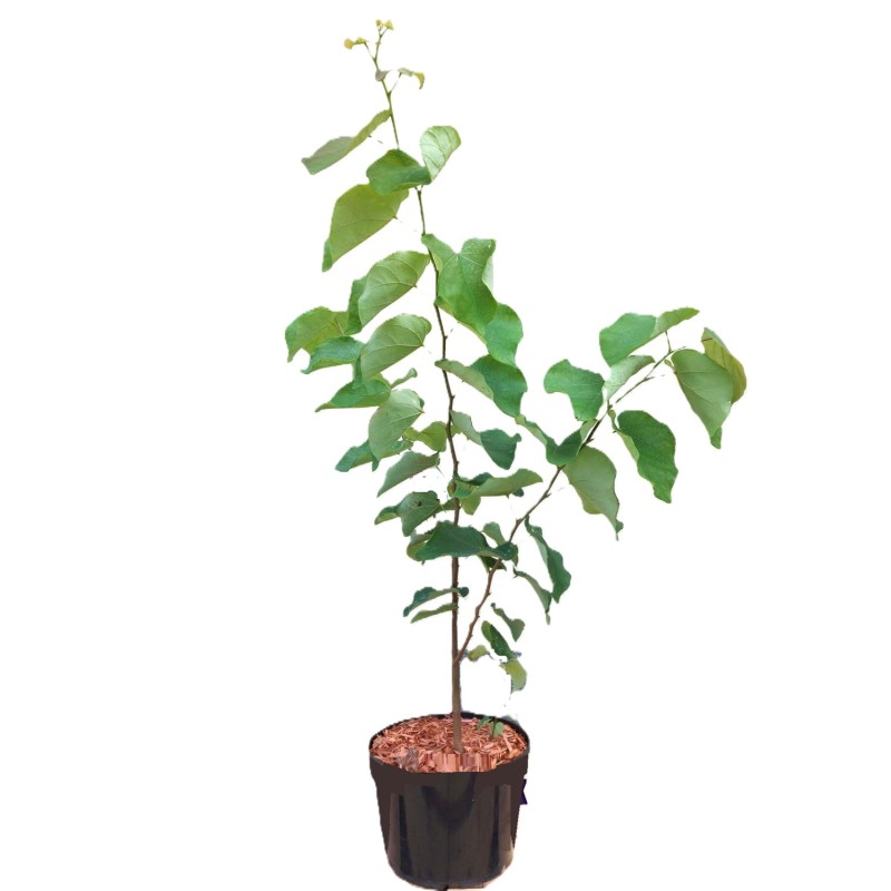 Judaszowiec Little Woody (Cercis canadensis) Sadzonka XL- C5 40-60cm (2).jpg