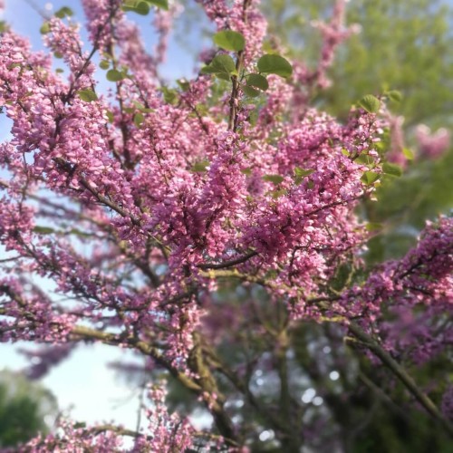 Judaszowiec Little Woody sadzonka XL- C5 40-60cm