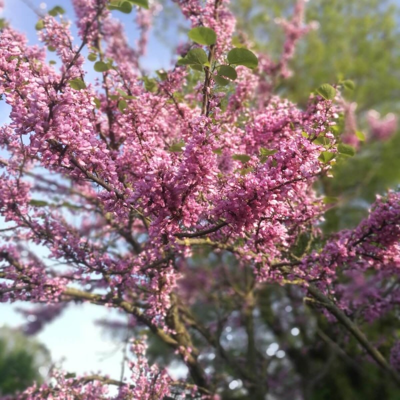 Judaszowiec Little Woody (Cercis canadensis) Sadzonka XL- C5 40-60cm (3).jpg
