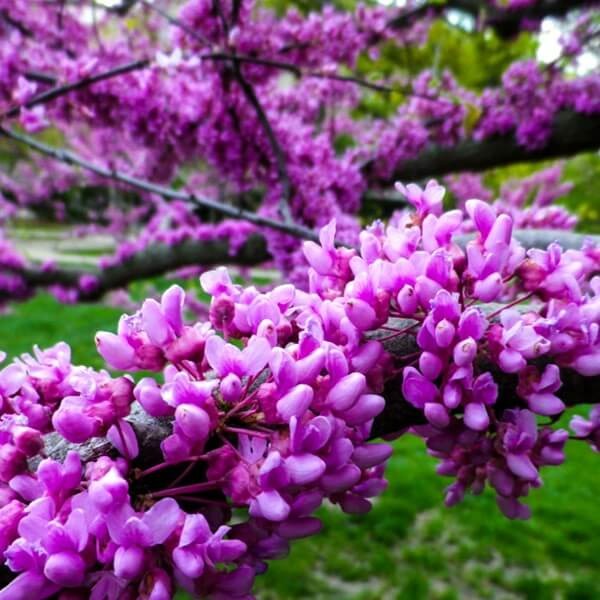 Judaszowiec Little Woody (Cercis canadensis) Sadzonka XL- C5 40-60cm (4).jpg