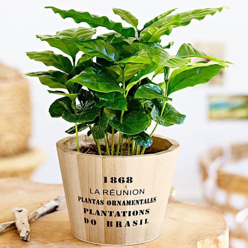 kawa arabska roslina domowa sklep.jpg