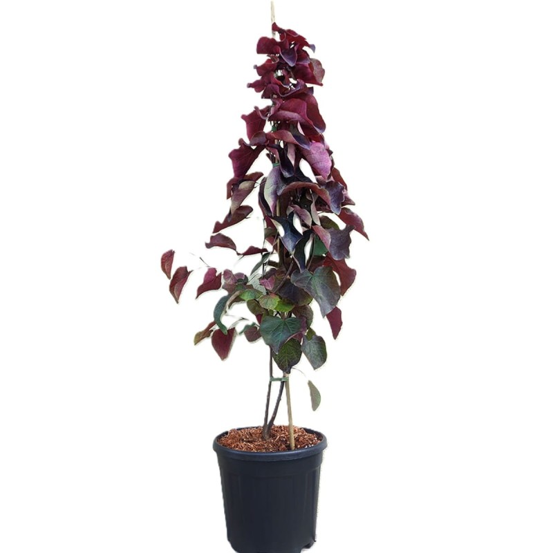 Judaszowiec Red Force 'Minrouge3' (Cercis canadensis) Sadzonka XL- C3 60-80cm