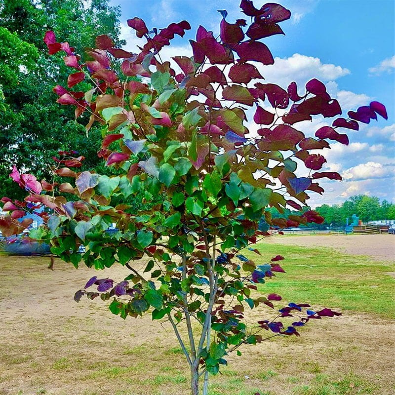 Judaszowiec Red Force 'Minrouge3' (Cercis canadensis) Sadzonka XL- C3 60-80cm (1).jpg