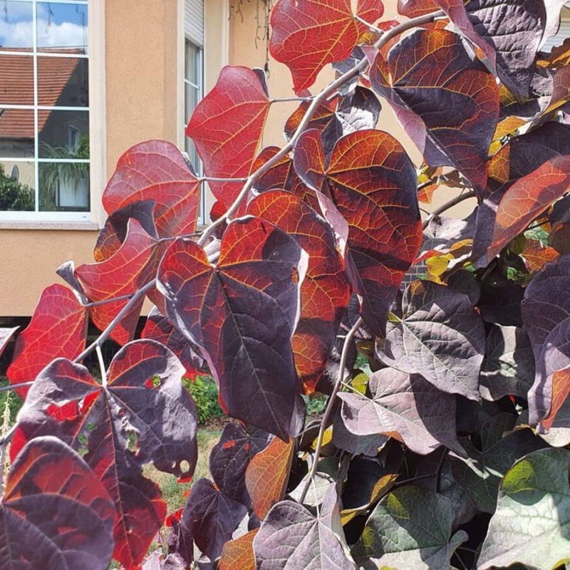 Judaszowiec Red Force 'Minrouge3' (Cercis canadensis) Sadzonka XL- C3 60-80cm (3).jpg