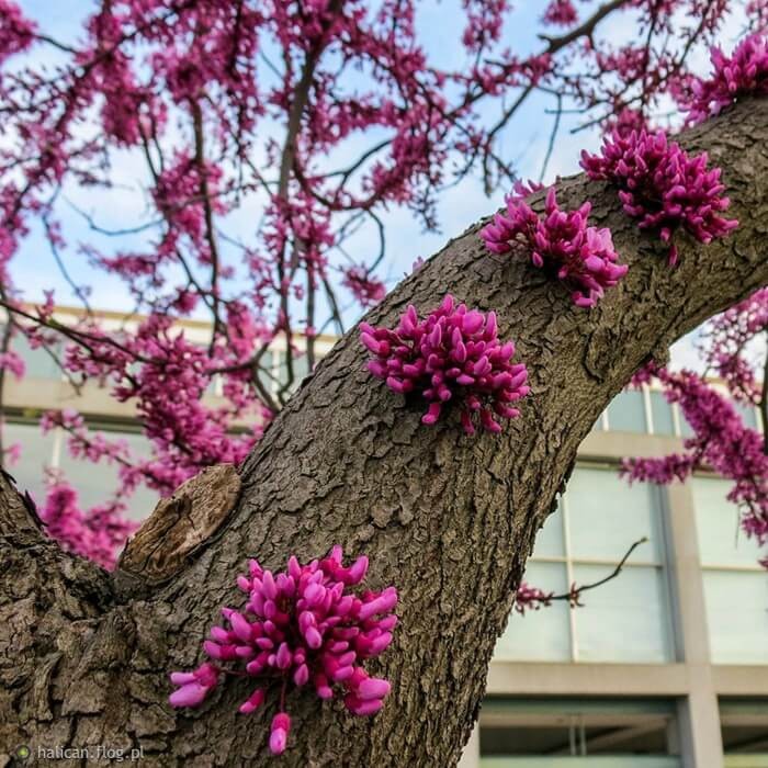 Judaszowiec Ruby Falls (Cercis canadensis) Sadzonka XL- C5  (1).jpg