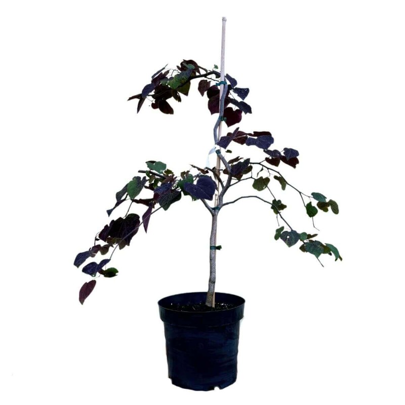 Judaszowiec Ruby Falls (Cercis canadensis) Sadzonka XL- C5  (2).jpg