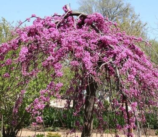 Judaszowiec Ruby Falls (Cercis canadensis) Sadzonka XL- C5 (1).jpg