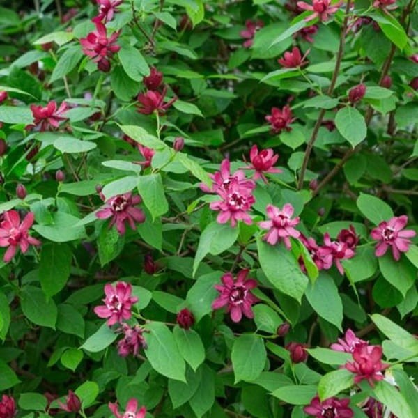 Kielichowiec 'Hartlage Wine' (Calycanthus raulstonii) Sadzonka XL- C5 40-60cm (1).jpg