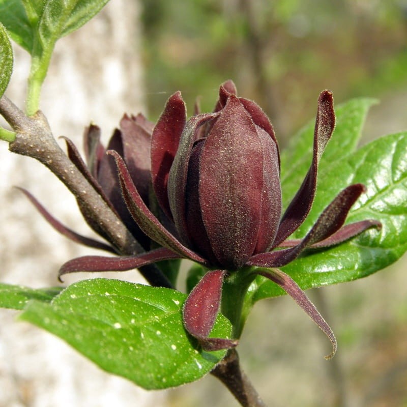 Kielichowiec 'Hartlage Wine' (Calycanthus raulstonii) Sadzonka XL- C5 40-60cm.jpg