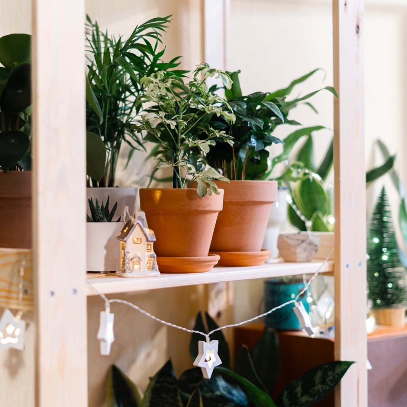 kawa arabska sadzonki gdzie kupić