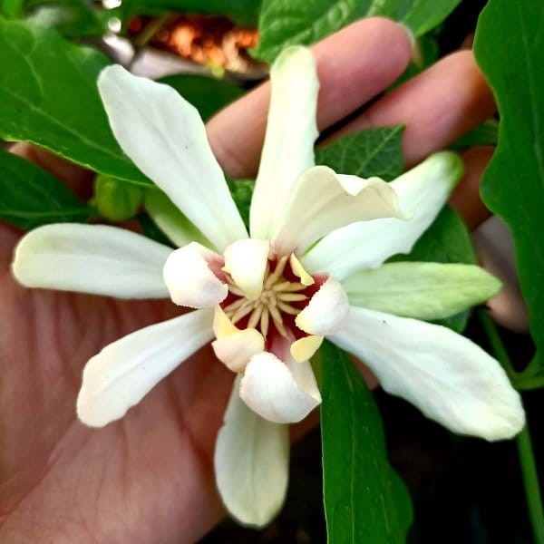 Kielichowiec 'Venus' (Calycanthus) Sadzonka XL- C5 40-60cm.jpg