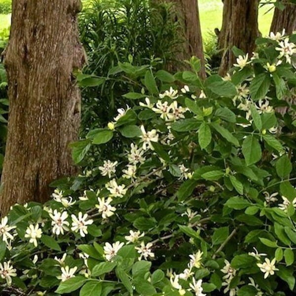 Kielichowiec 'Venus' (Calycanthus) Sadzonka XL- C5 40-60cm (1).jpg