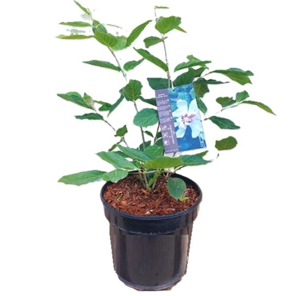 Kielichowiec 'Venus' (Calycanthus) Sadzonka XL- C5 40-60cm (2).jpg