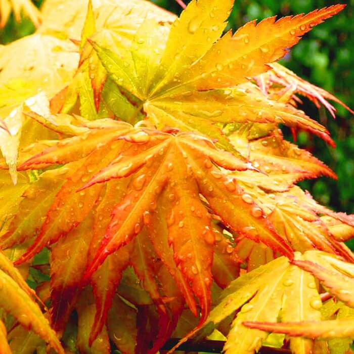 Klon Palmowy Orange Dream (Acer palmatum) Sadzonka XXL C5  (2).jpg