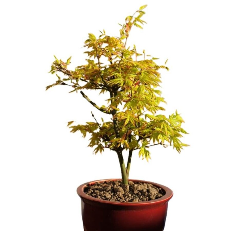 Klon Palmowy Orange Dream (Acer palmatum) Sadzonka XXL C5  (3).jpg
