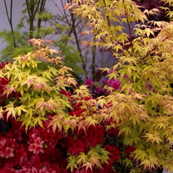 Klon Palmowy Orange Dream (Acer palmatum) Sadzonka XXL C5  (4).jpg