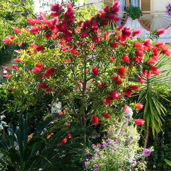 Kuflik Cytrynowy Kula Na Pniu (Callistemon leavis) Sadzonka XL-C5  (3).jpg