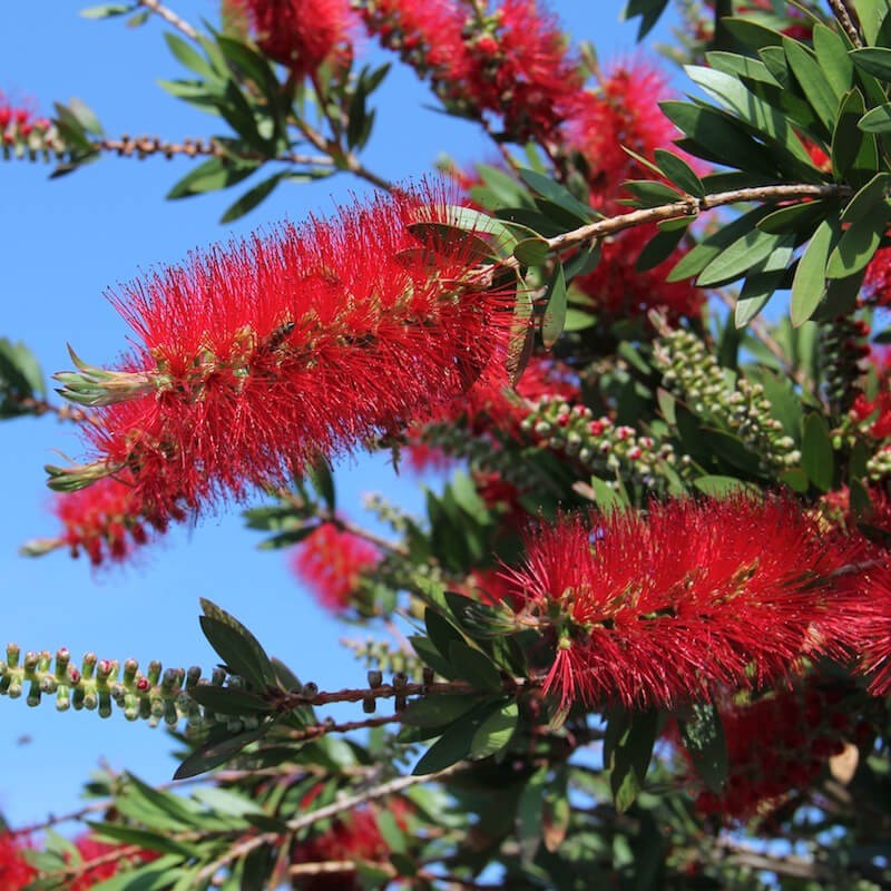 Kuflik Cytrynowy Kula Na Pniu (Callistemon leavis) Sadzonka XL-C5  (1).jpg