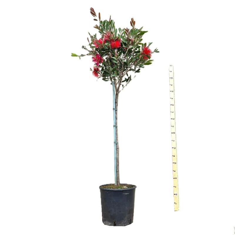 Kuflik Cytrynowy Kula Na Pniu (Callistemon leavis) Sadzonka XL-C5  (2).jpg