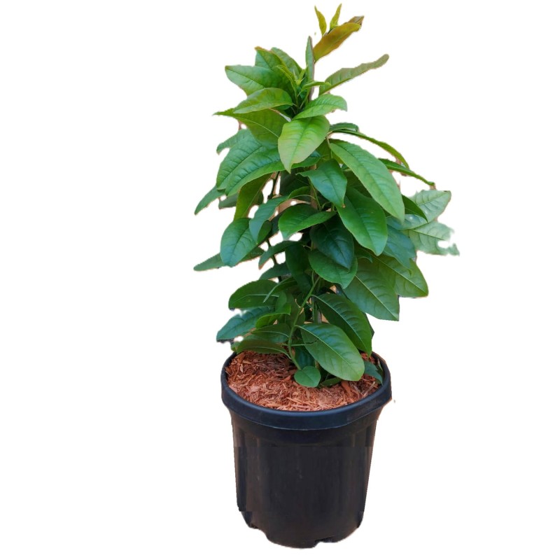 Kwaśnodrzew Dla Kolekcjonerów (Oxydendrum arboreum) Sadzonka XL-C6.jpg