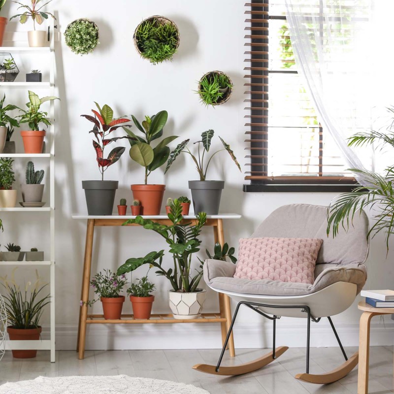 Kwiat pieniążek do domu gdzie kupić