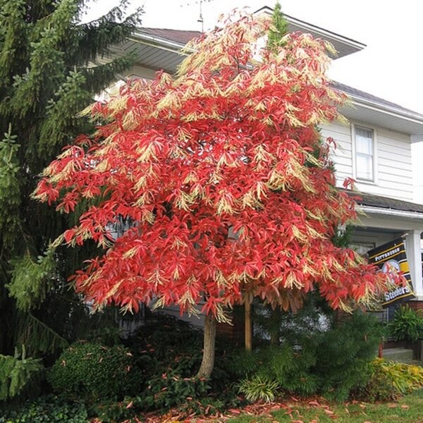 Kwaśnodrzew Dla Kolekcjonerów (Oxydendrum arboreum) Sadzonka XL-C6  (1).jpg