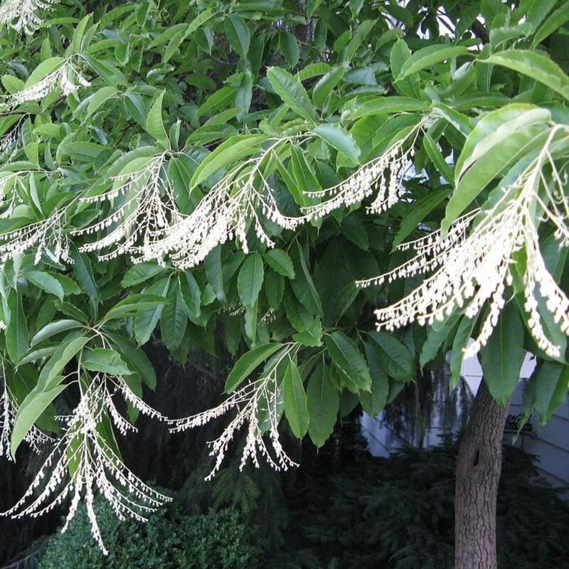 Kwaśnodrzew Dla Kolekcjonerów (Oxydendrum arboreum) Sadzonka XL-C6  (4).jpg