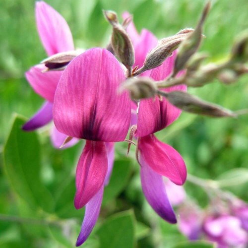 Lespedeza sadzonka XL-C5