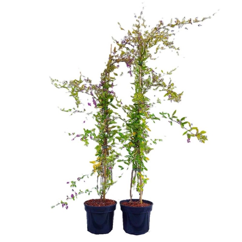 Lespedeza (Lespedeza thunbergii) Sadzonka XL-C5 (3).jpg