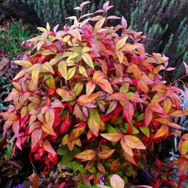 Nandina domestica Fire Power Niebiański Bambus XL-C5 (2).jpg