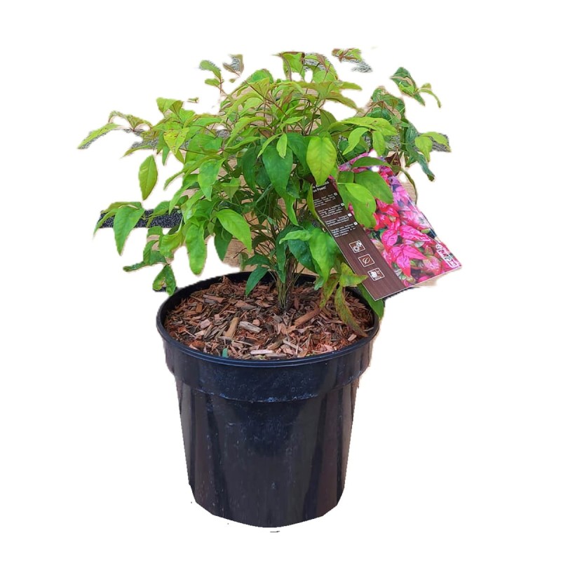 Nandina domestica Fire Power Niebiański Bambus XL-C5.jpg