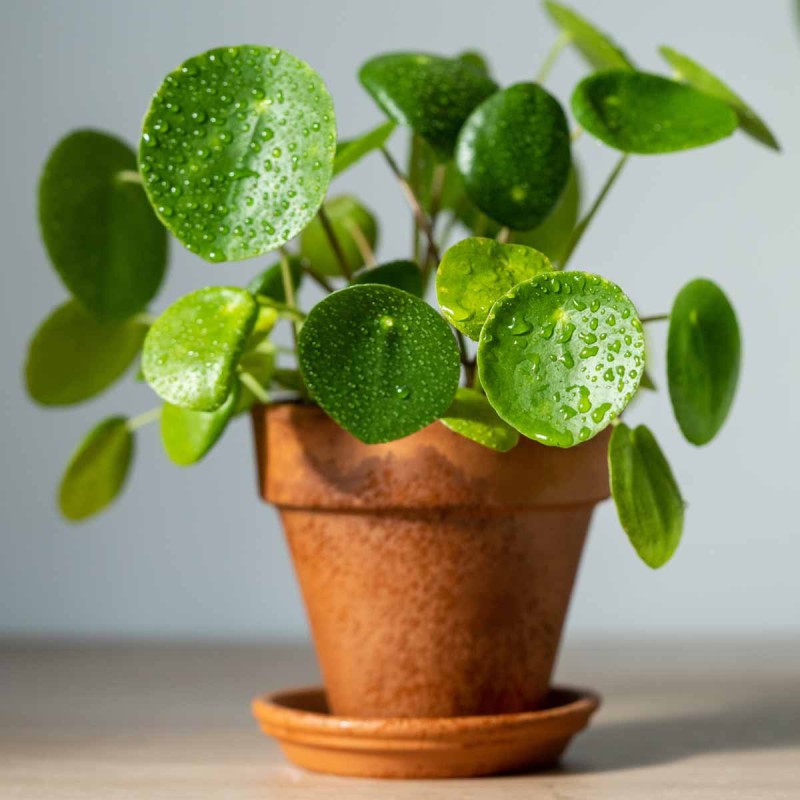 Pieniążek Pilea Peperomioides roslina domowa