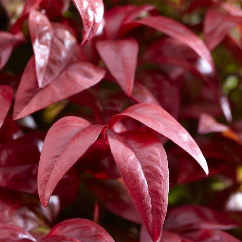 Nandina domestica Fire Power Niebiański Bambus P12  (1).jpg