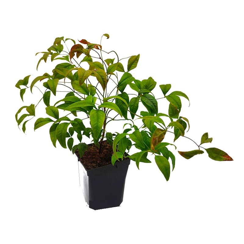 Nandina domestica Fire Power Niebiański Bambus P12.jpg