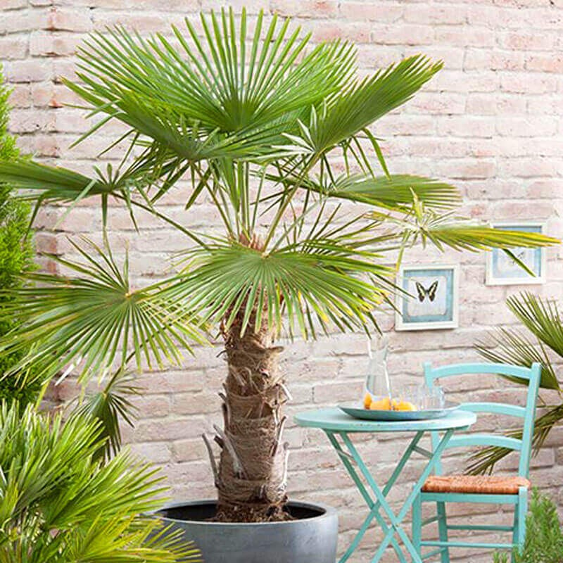 Palma Mrozoodporna (Trachycarpus fortunei) Roślina Domowa XXL-C9 (4).jpg