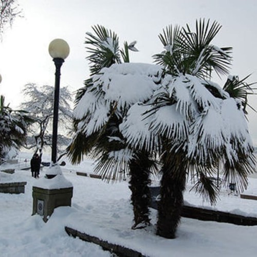 Palma Mrozoodporna (Trachycarpus fortunei) XXL-C9