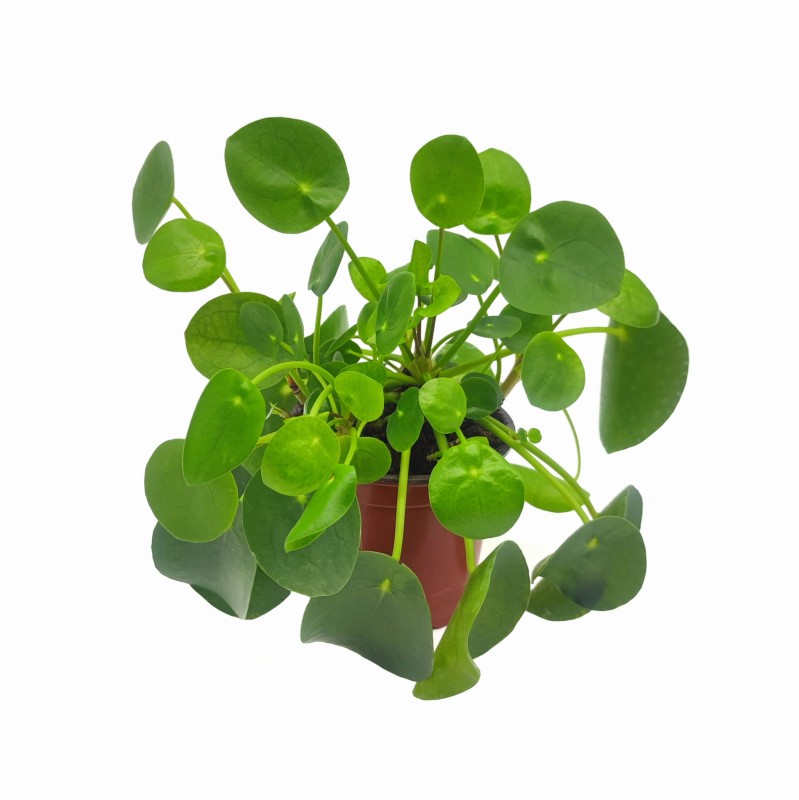 Pilea pieniążek sadzonka w doniczce cena .jpg