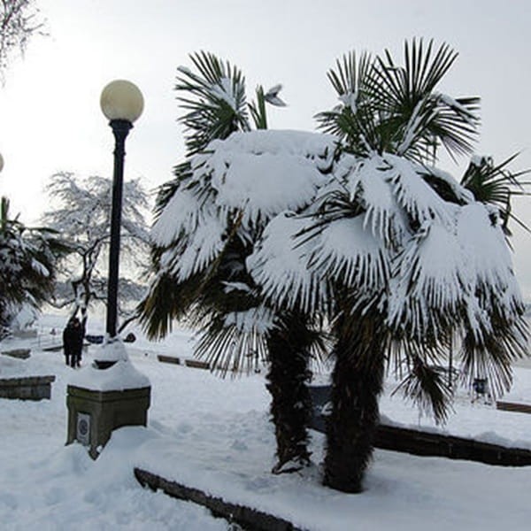Palma Mrozoodporna (Trachycarpus fortunei) Roślina Domowa Xl-c4 70-80Cm (1).jpg
