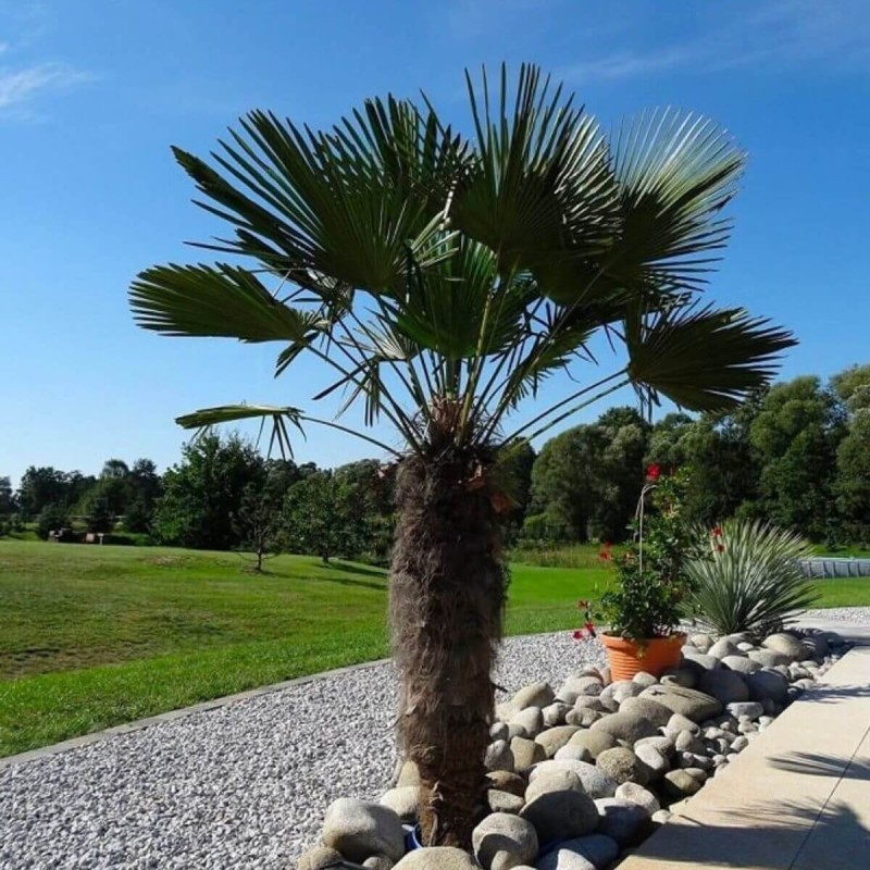 Palma Mrozoodporna (Trachycarpus fortunei) Roślina Domowa Xl-c4 70-80Cm (3).jpg