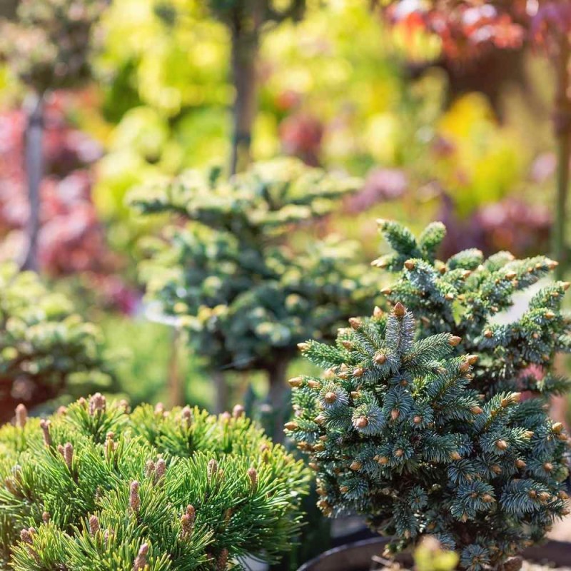 Podłoże do iglaków, azalii, rododendronów, hortensji, borówki, wrzosów 20L (3).jpg