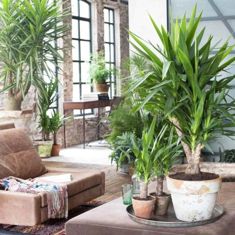 Podłoże do palm, juk i dracen 5L (3).jpg