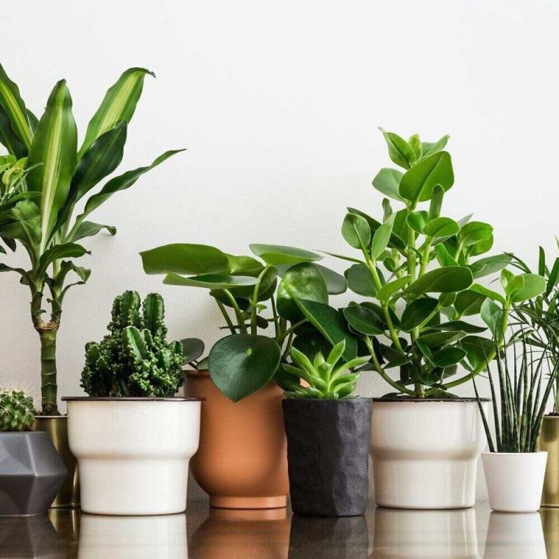 pieniążek kwiat uprawa w domu.jpg