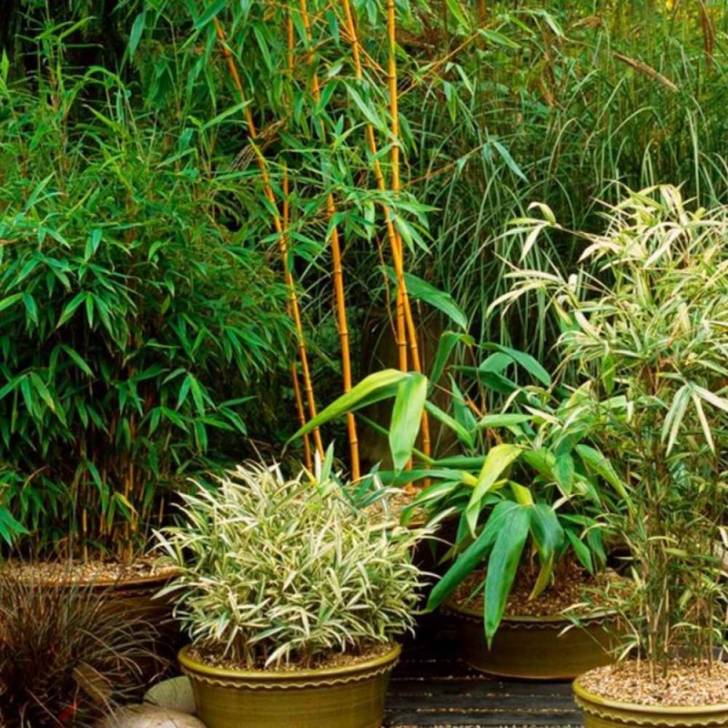 Niezbędny zestaw do sadzenia bambusów w donicy z nawozem (3).jpg