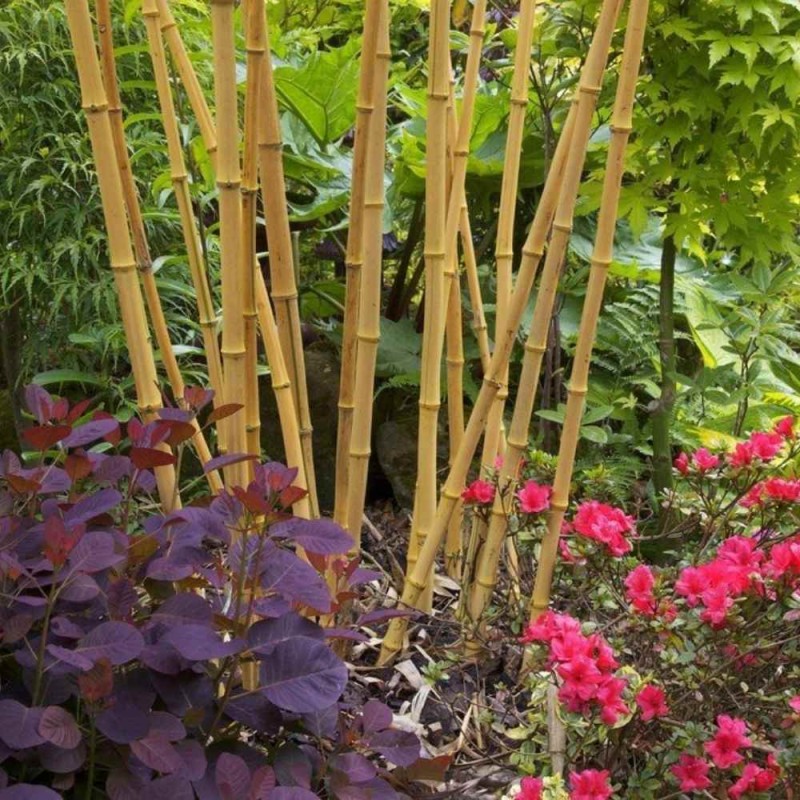 Niezbędny zestaw do sadzenia bambusów w donicy z nawozem (4).jpg